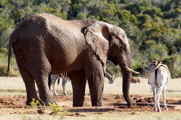 Elefante Bush bebiendo agua mientras la cebra está cerca — Foto de Stock