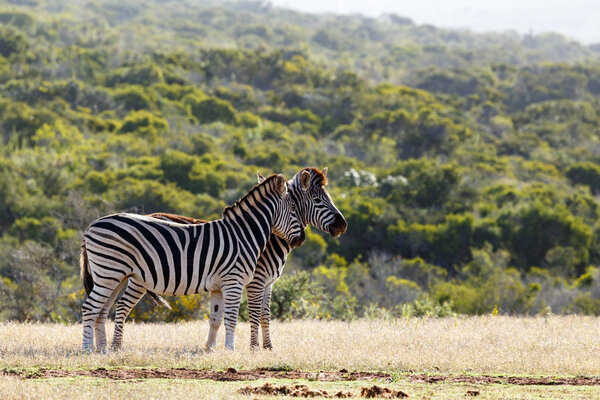 Zebra rubbing his partner's neck in the field.