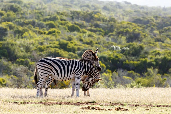 Zebra třít jejich hlavu na svého partnera kýta — Stock fotografie