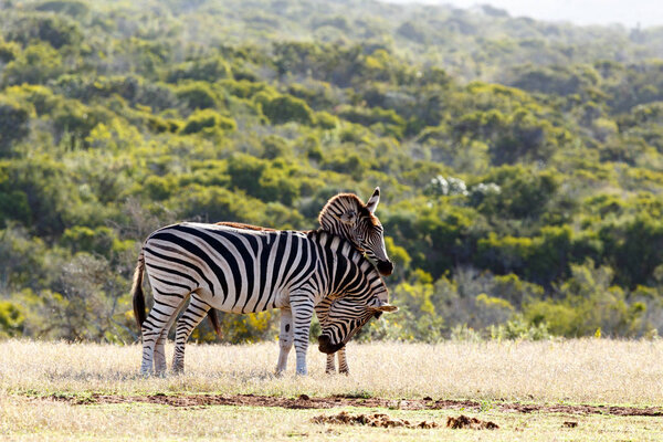 Zebra rubbing their head on his partner's rump in the field.