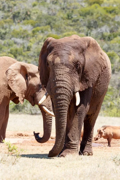 Widok z przodu słonia afrykańskiego chodzenia — Zdjęcie stockowe