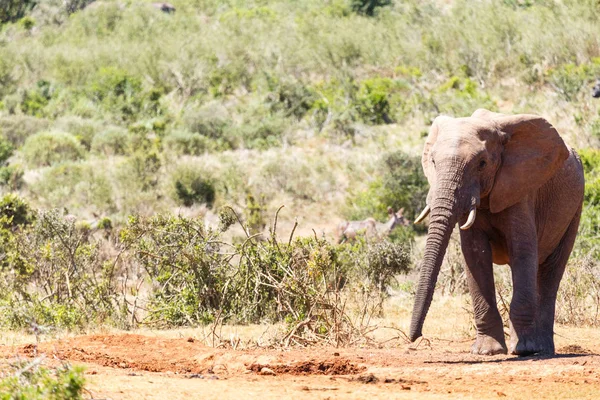 Elefánt az ő hosszú kinyújtotta a törzs — Stock Fotó