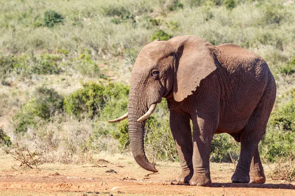 Afrikai elefánt Bush állandó — Stock Fotó
