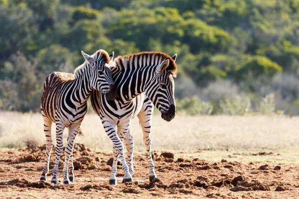 Kafasını annesine karşı sürtünme bebek Zebra — Stok fotoğraf