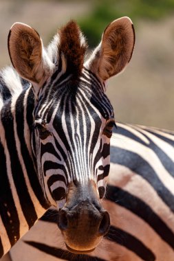 Zebra büyük burnunu