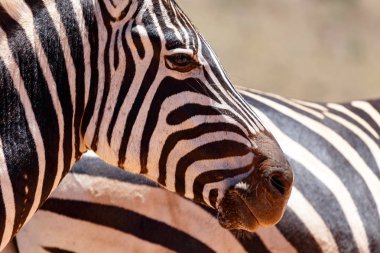 Zebra - gözler ve burun ateş