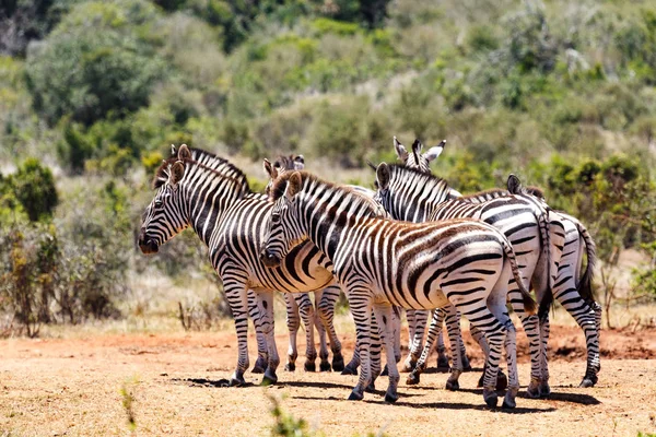 Bayağı Zebra birlikte gruplandırma — Stok fotoğraf