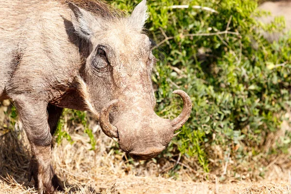 Boynuzları kadar sıra ile Warthog ayakta — Stok fotoğraf