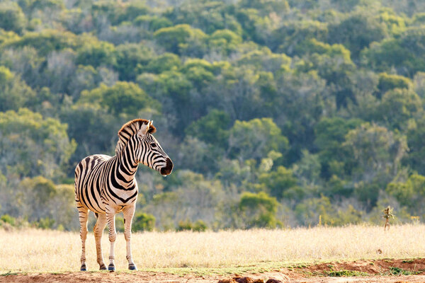 Zebra standing and waiting at the watering hole.