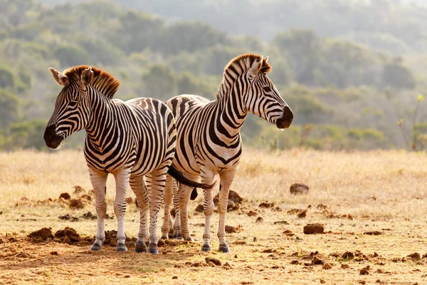 Burchell's Zebras standing guard — Stock Photo, Image