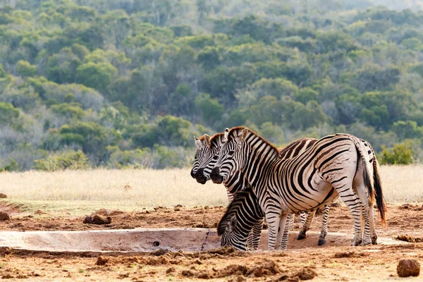 Zebras de Burchell com as cabeças no ar — Fotografia de Stock