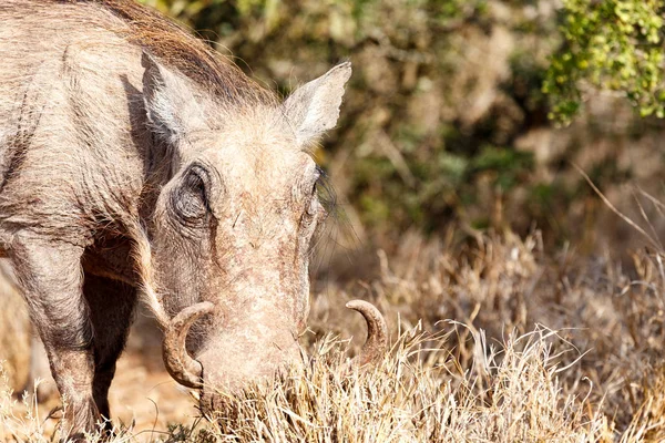 Çimenlerde kazma warthog — Stok fotoğraf