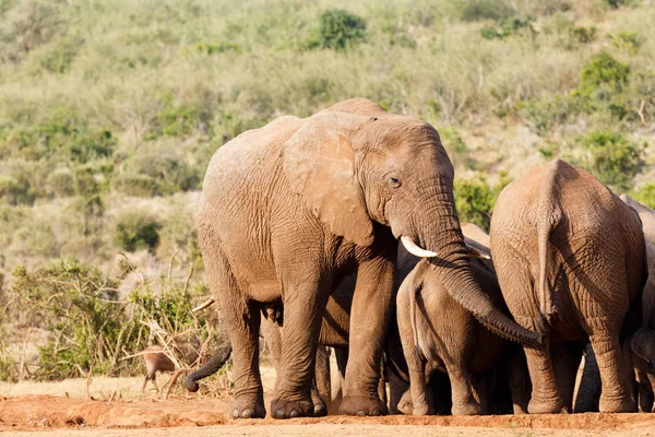 Bush Elefante agarrando em direção a uma perna — Fotografia de Stock