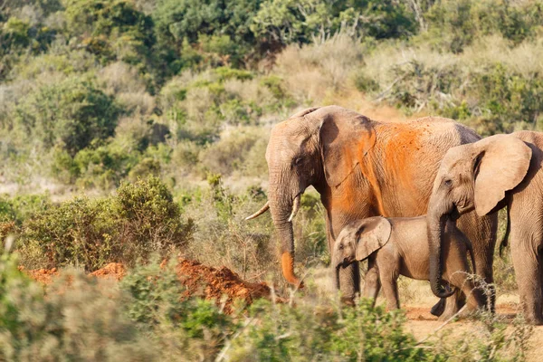 Czas kąpieli piasek dla rodziny słoń — Zdjęcie stockowe