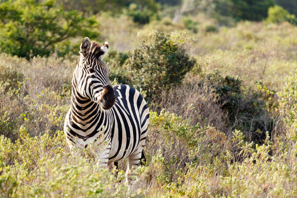 Zebra standing in the bushes and waiting for the tribe.