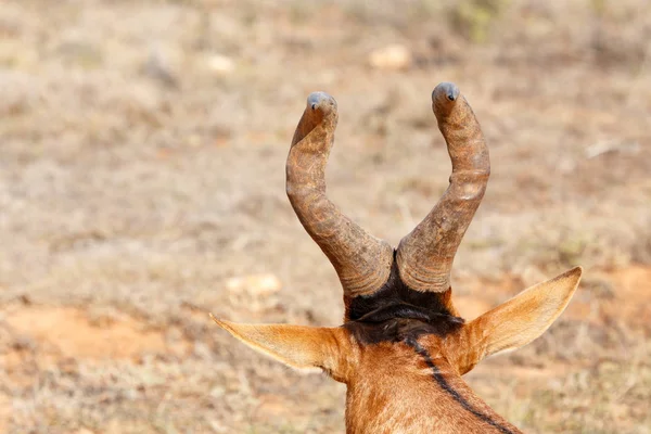 Widok od tyłu z czerwonego Hartebeest — Zdjęcie stockowe