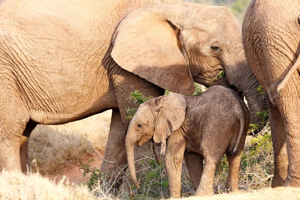 Elefante bebé de pie entre su familia — Foto de Stock