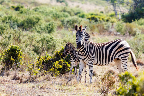 Baby Zebra standing close to his mom in the field.