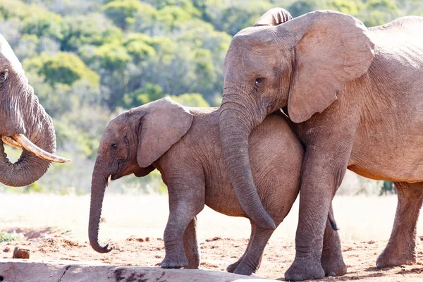 Elefante com seu tronco em seu bebê — Fotografia de Stock