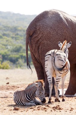 Bebek zebralar dinlenmeye bırakmasını