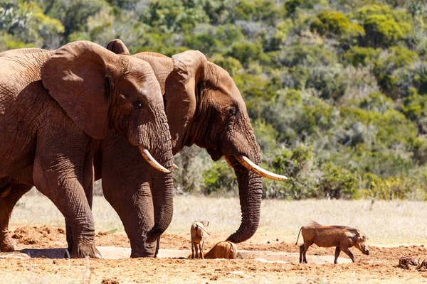 Bush Elefantes persiguiendo a los warthogs — Foto de Stock