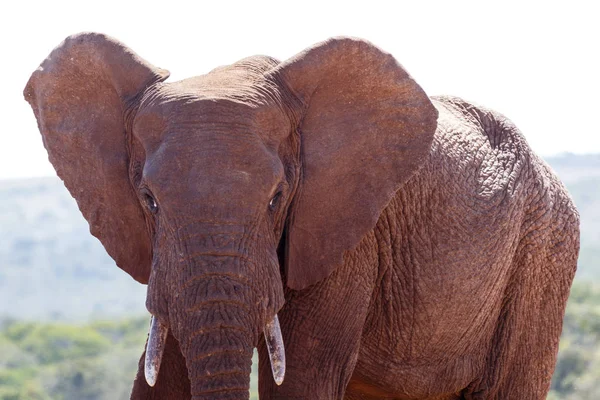 Bush fil büyük kulakları ile — Stok fotoğraf