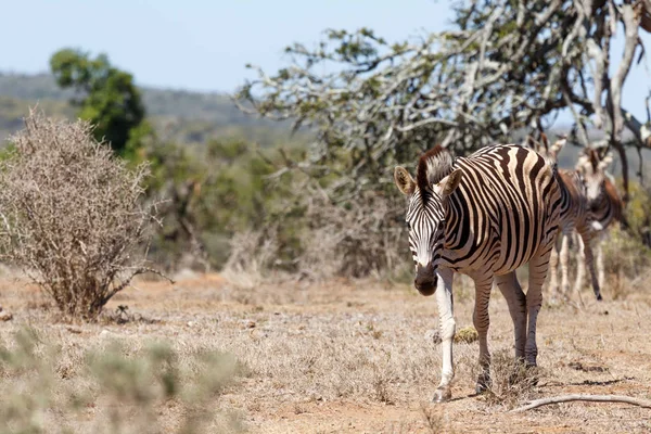 Zebra stepní na jeho cestě k přehradě — Stock fotografie