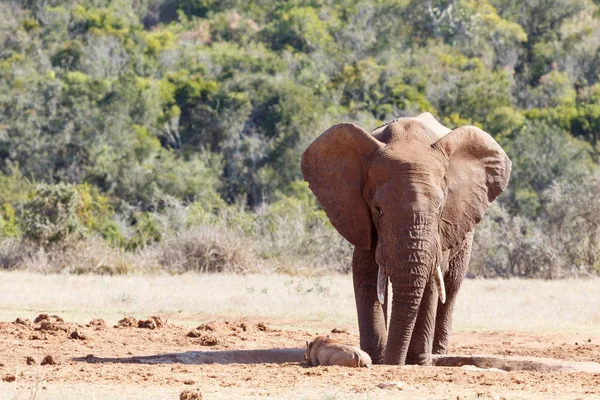 Bámuló-on egy közeli warthog elefánt — Stock Fotó