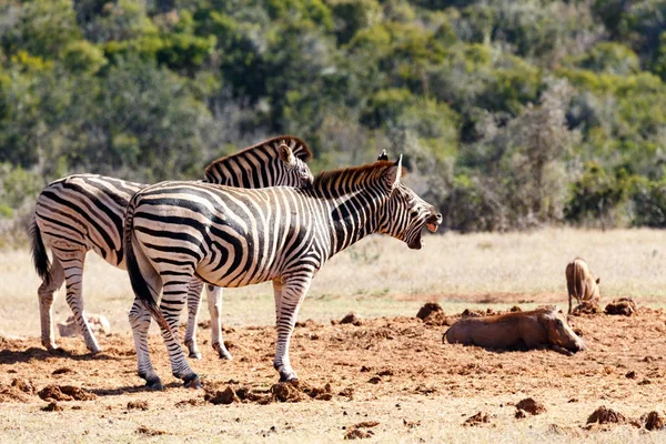 Burchells Zebra, posiadające duże ziewanie — Zdjęcie stockowe