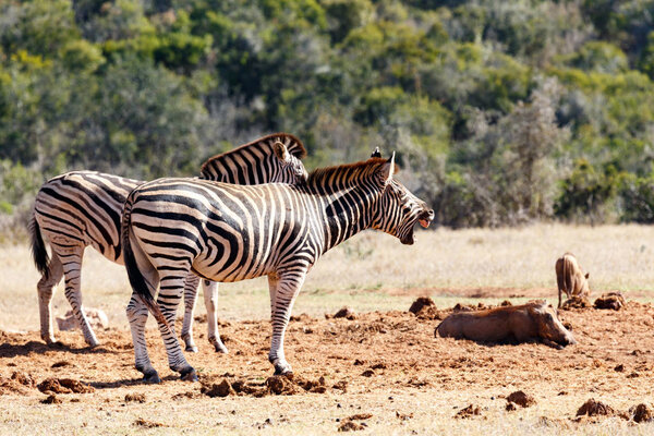 Burchells Zebra standing and having a big yawn at the dam.