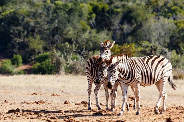 Trzy głowice Zebra jest lepsze niż jeden — Zdjęcie stockowe