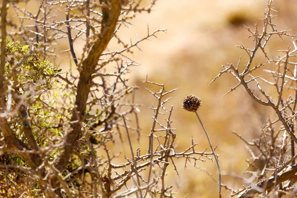 Flor muerta entre los arbustos espinosos Fotos de stock