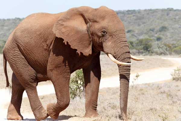 Bush toz yolda yürürken fil — Stok fotoğraf