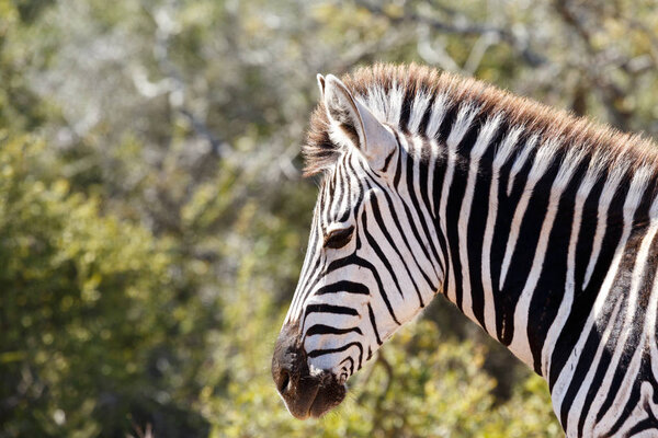 Close up of a Zebra standing musing in the field.