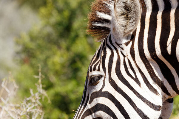 Close up eye shot of a Burchells Zebra.