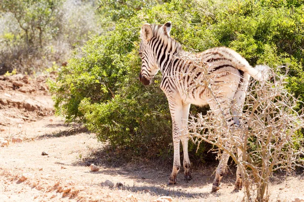 Zebra stojící vedle křoví Baby — Stock fotografie