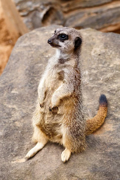 Meerkat standing up straight