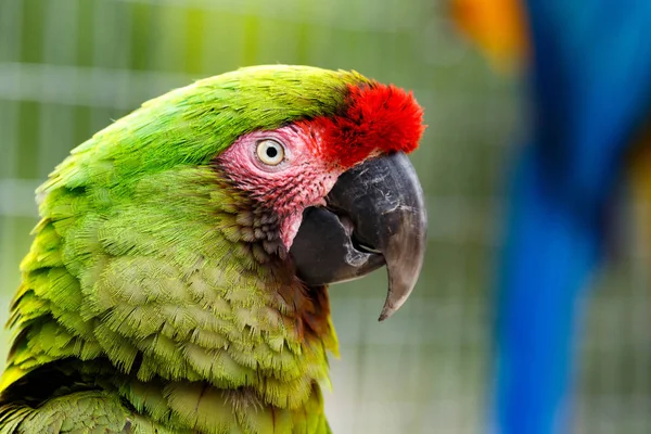 Parrot standing and watching you — Stock Image Parrot standing and watching you Stock Picture