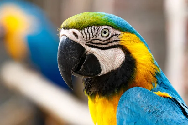 Parrot sitting and watching you — Stock Image Parrot sitting and watching you Stock Photo