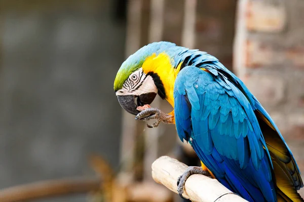 Parrot sitting and eating — Stock Image Parrot sitting and eating Royalty Free Stock Photos