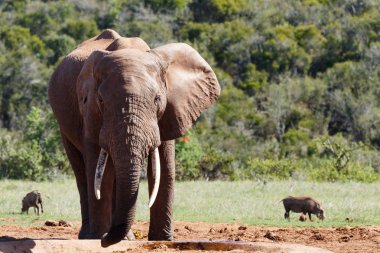 Fil ayakta ve içme suyu