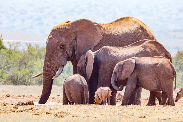 Familia de elefantes juntos para beber agua — Foto de Stock