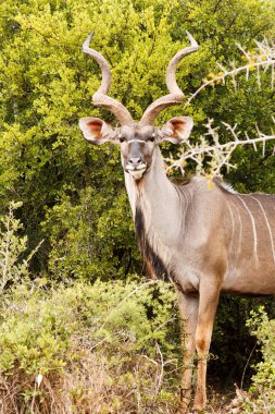 Büyük Kudu profilden görünümü poz 