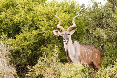 Tüm çalılar arasında büyük Kudu duran