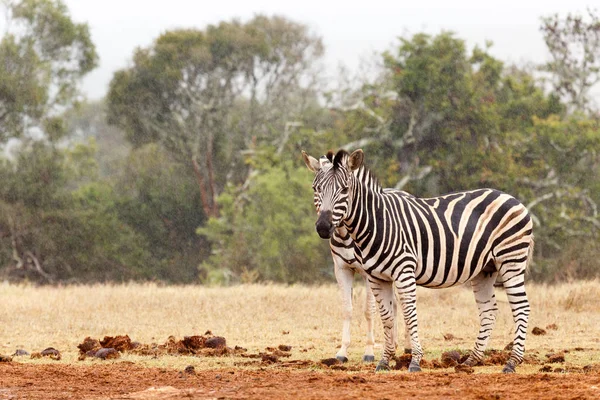 Dvojí Zebra oči - dva Zebra stojící vedle sebe — Stock fotografie