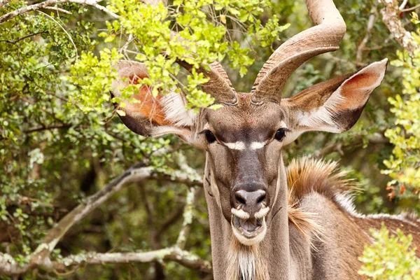 Büyük Kudu gülüyorsun — Stok fotoğraf