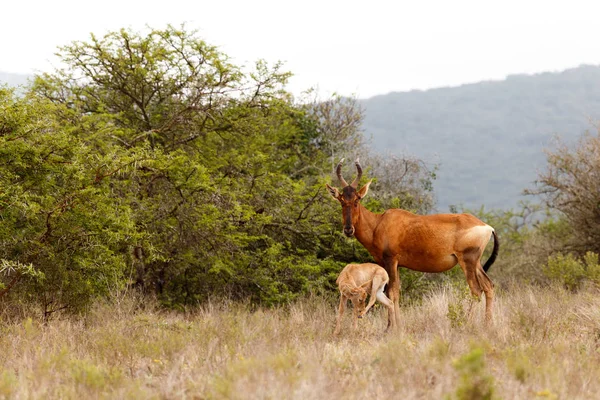 Red Hartebeest de pie con su bebé —  Fotos de Stock