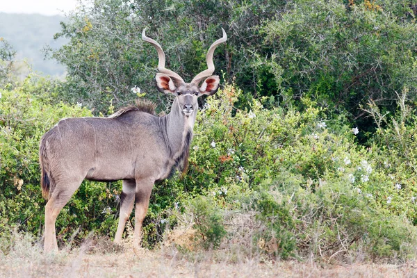 Größere kudu stehen und beobachten Sie — Stockfoto