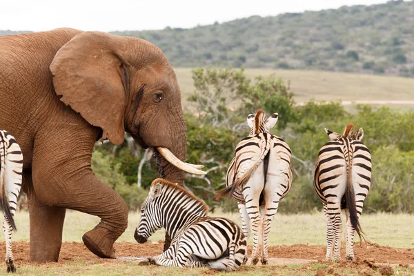 Elefánt szerzés csalódott-val a zebrák — Stock Fotó