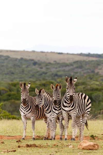 La pose de la famille Zebra — Photo